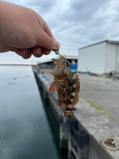 カサゴの釣果