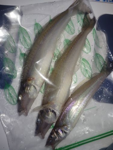 キスの釣果