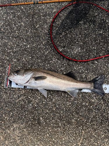フッコ（マルスズキ）の釣果