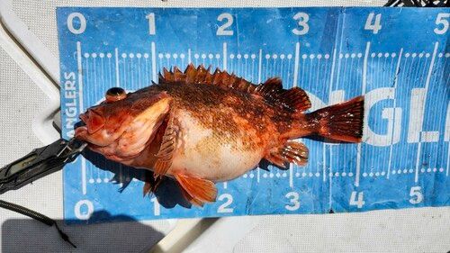 ウッカリカサゴの釣果