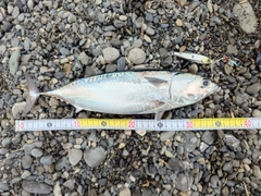 ソウダガツオの釣果