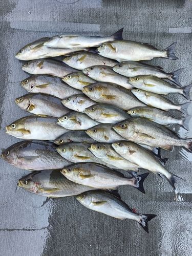 イサキの釣果