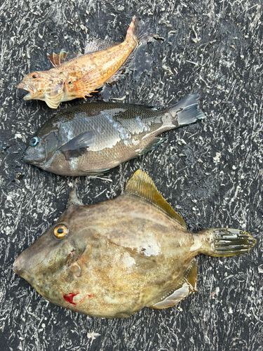 カワハギの釣果