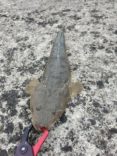 マゴチの釣果