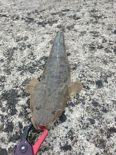 マゴチの釣果