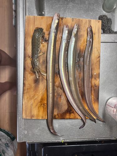 アナゴの釣果