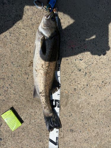 スズキの釣果
