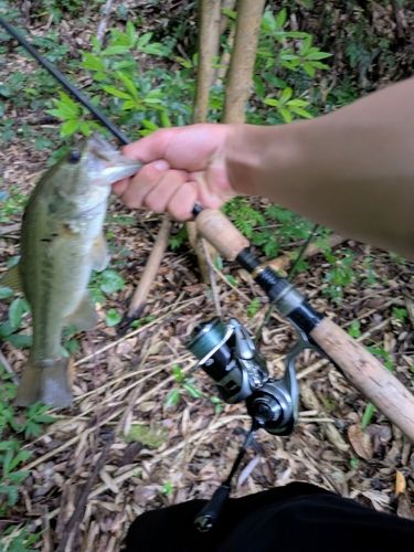 ケタバスの釣果