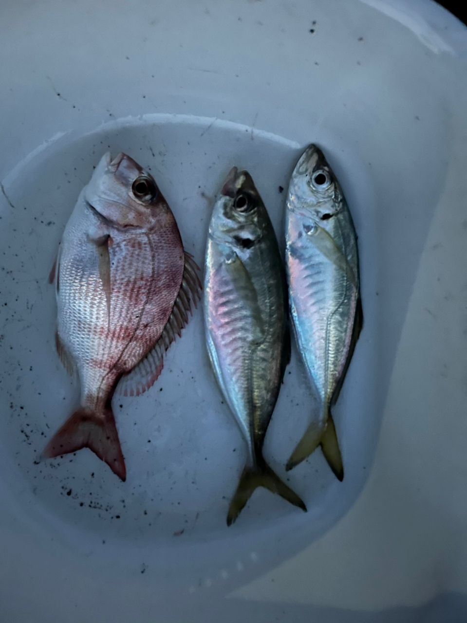 アジの釣果写真