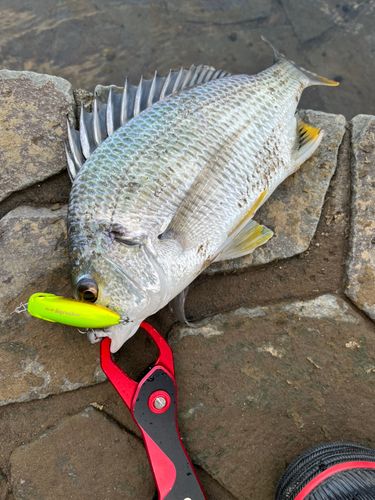キビレの釣果