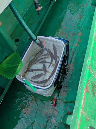 マアジの釣果