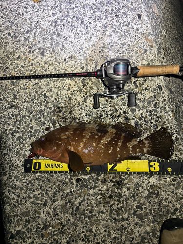 アコウの釣果