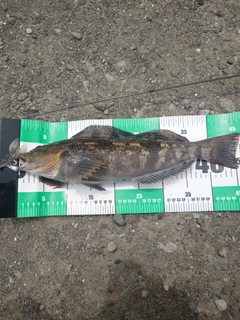 アイナメの釣果
