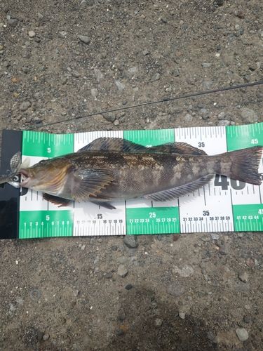 アイナメの釣果
