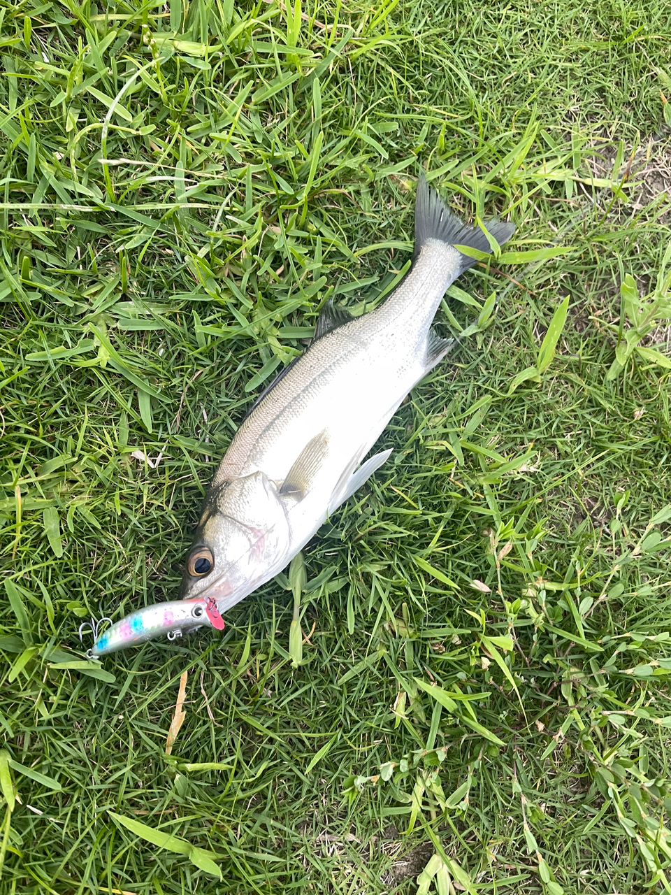 シーバスの釣果写真