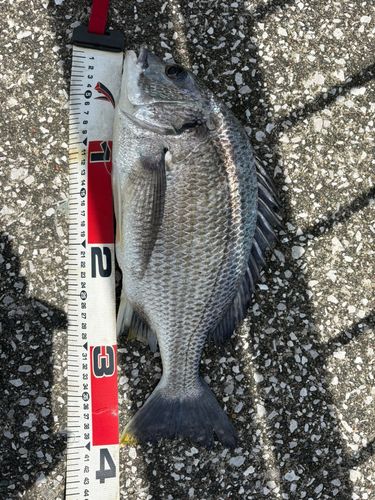クロダイの釣果