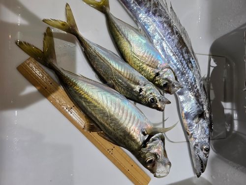 タチウオの釣果