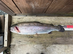 ニジマスの釣果