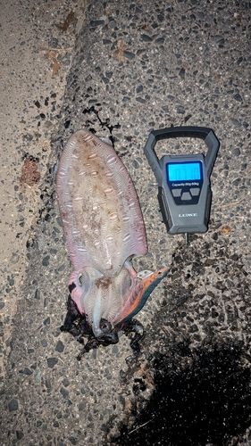 コウイカの釣果