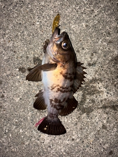 シロメバルの釣果