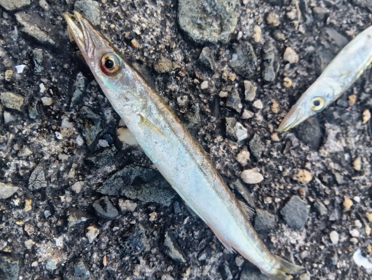 カマスの釣果写真