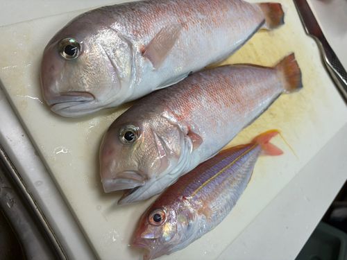 シロアマダイの釣果