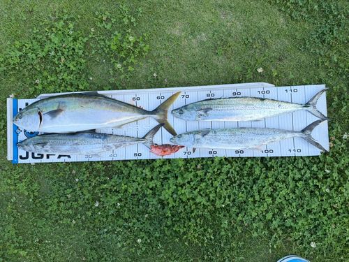 サゴシの釣果