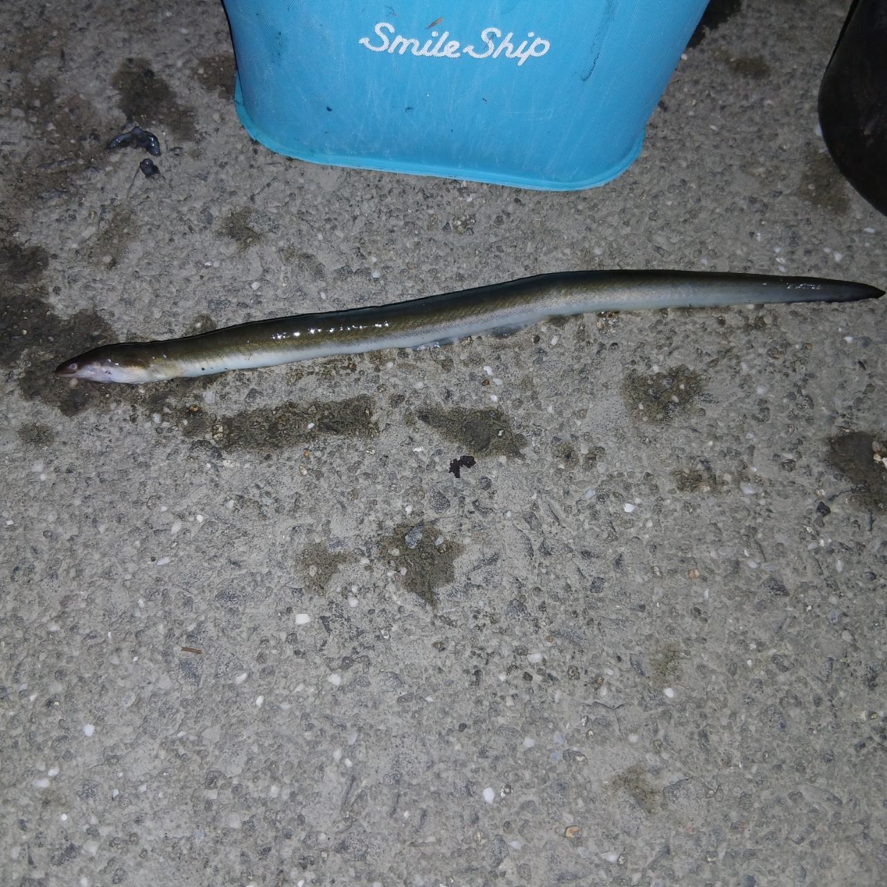 ウナギの釣果写真