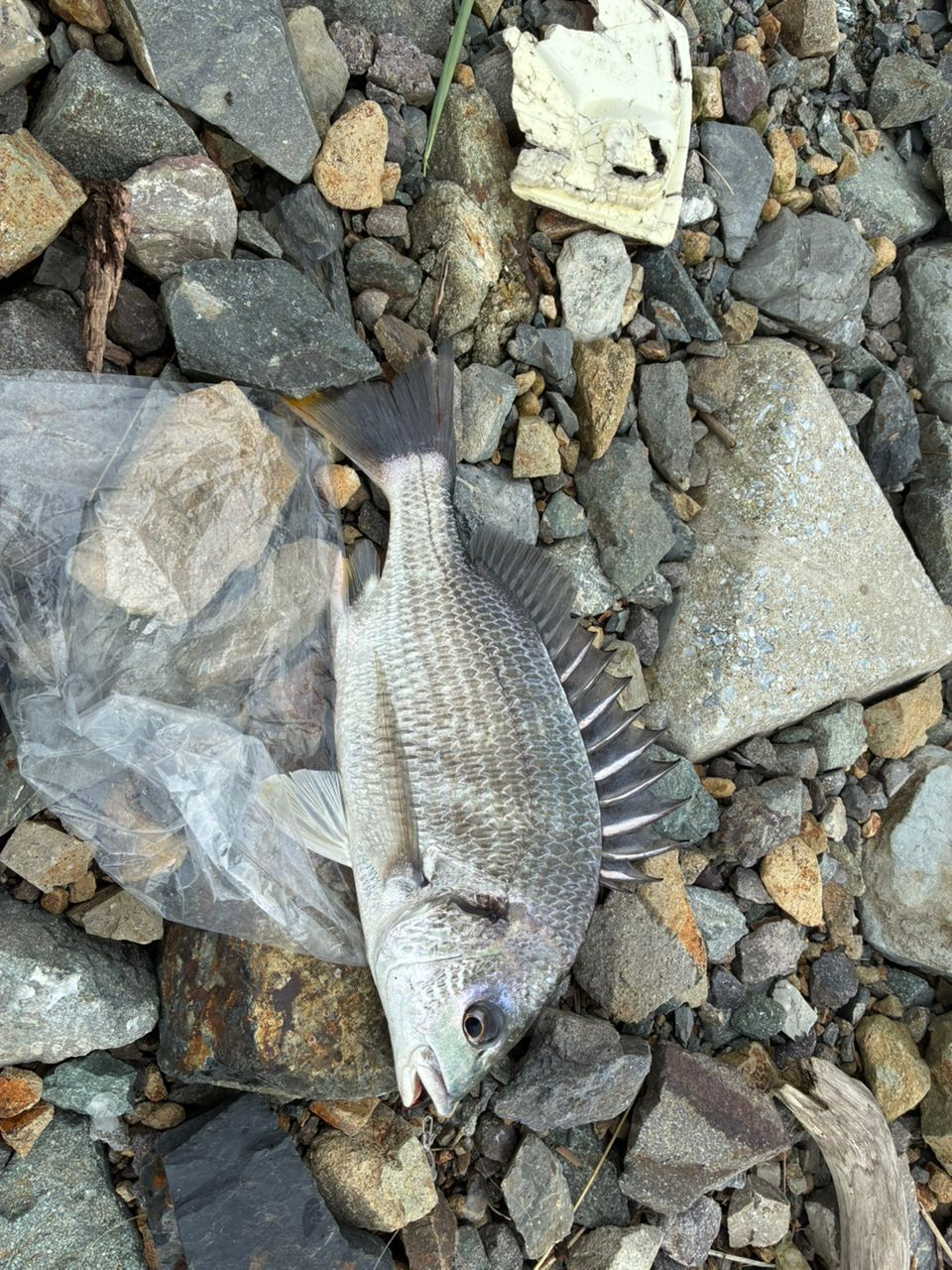 キビレの釣果写真