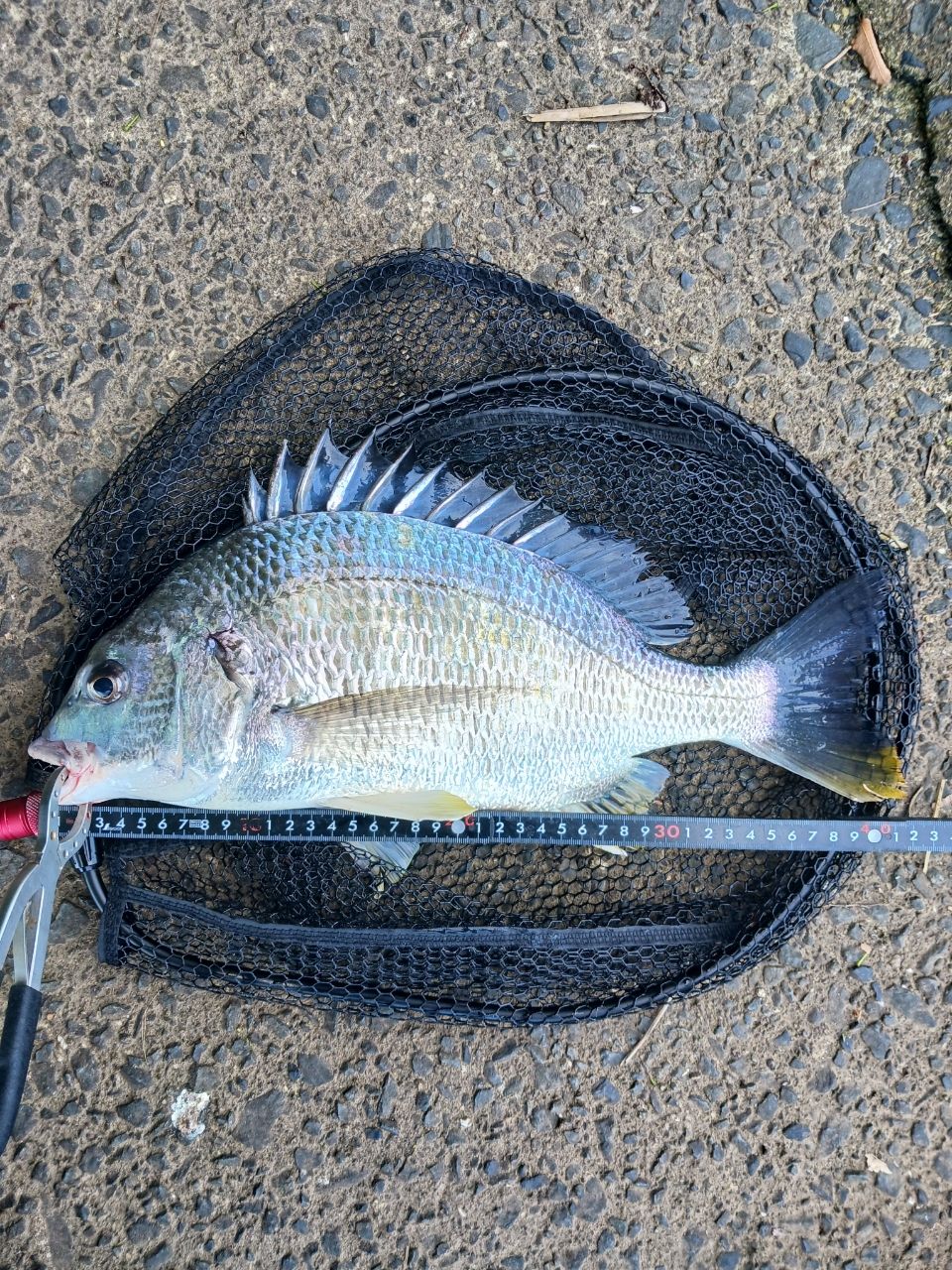 DAIWA 22エメラルダス ストイスト RT 82MHの最安値・インプレ・釣果