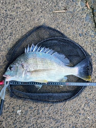 キビレの釣果