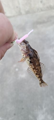 アナハゼの釣果