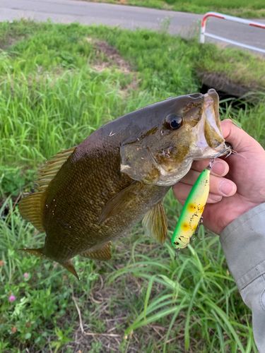 スモールマウスバスの釣果