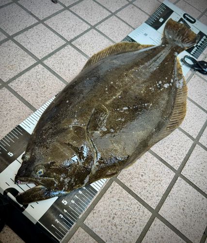 ヒラメの釣果