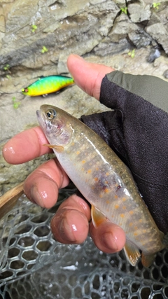イワナの釣果