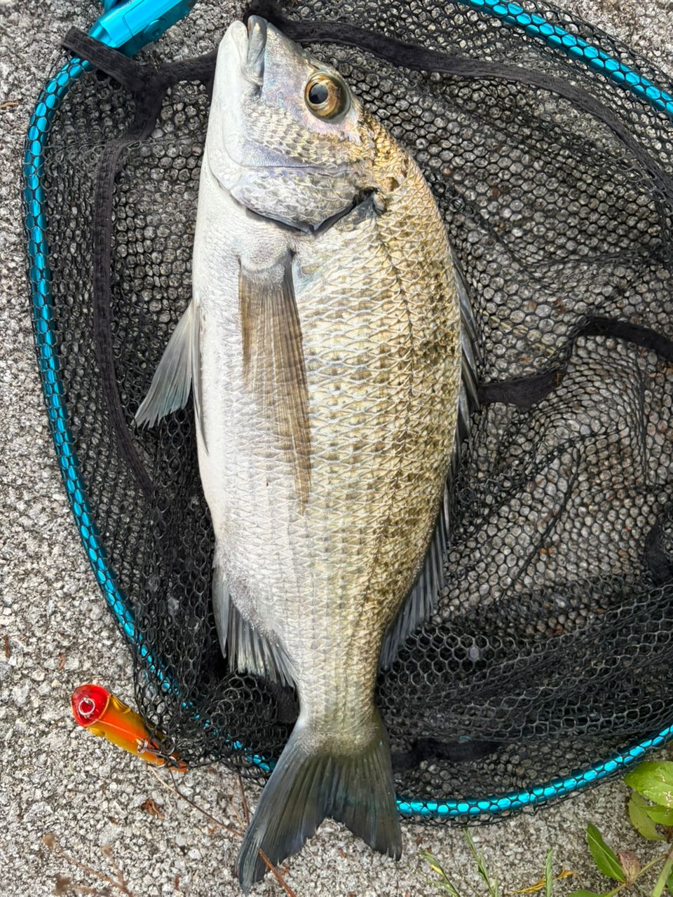 ミナミクロダイの釣果写真