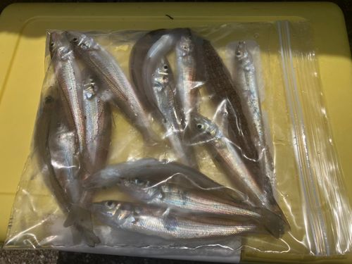 キスの釣果