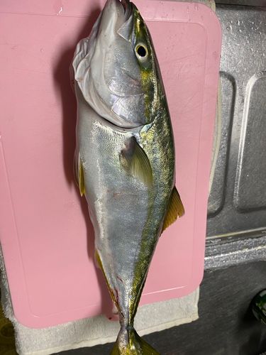イナダの釣果