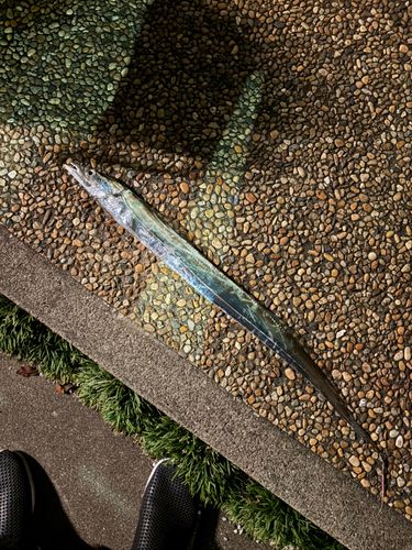タチウオの釣果