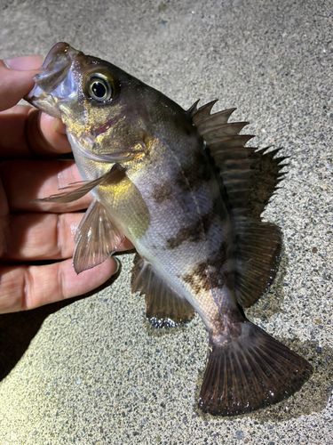 メバルの釣果