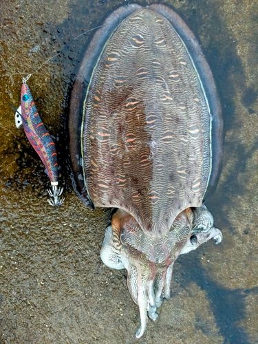 モンゴイカの釣果