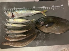 サバの釣果