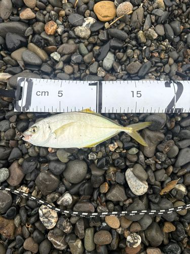 シマアジの釣果