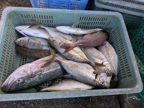 シマアジの釣果