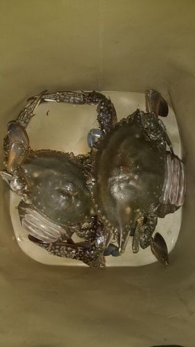 カニの釣果