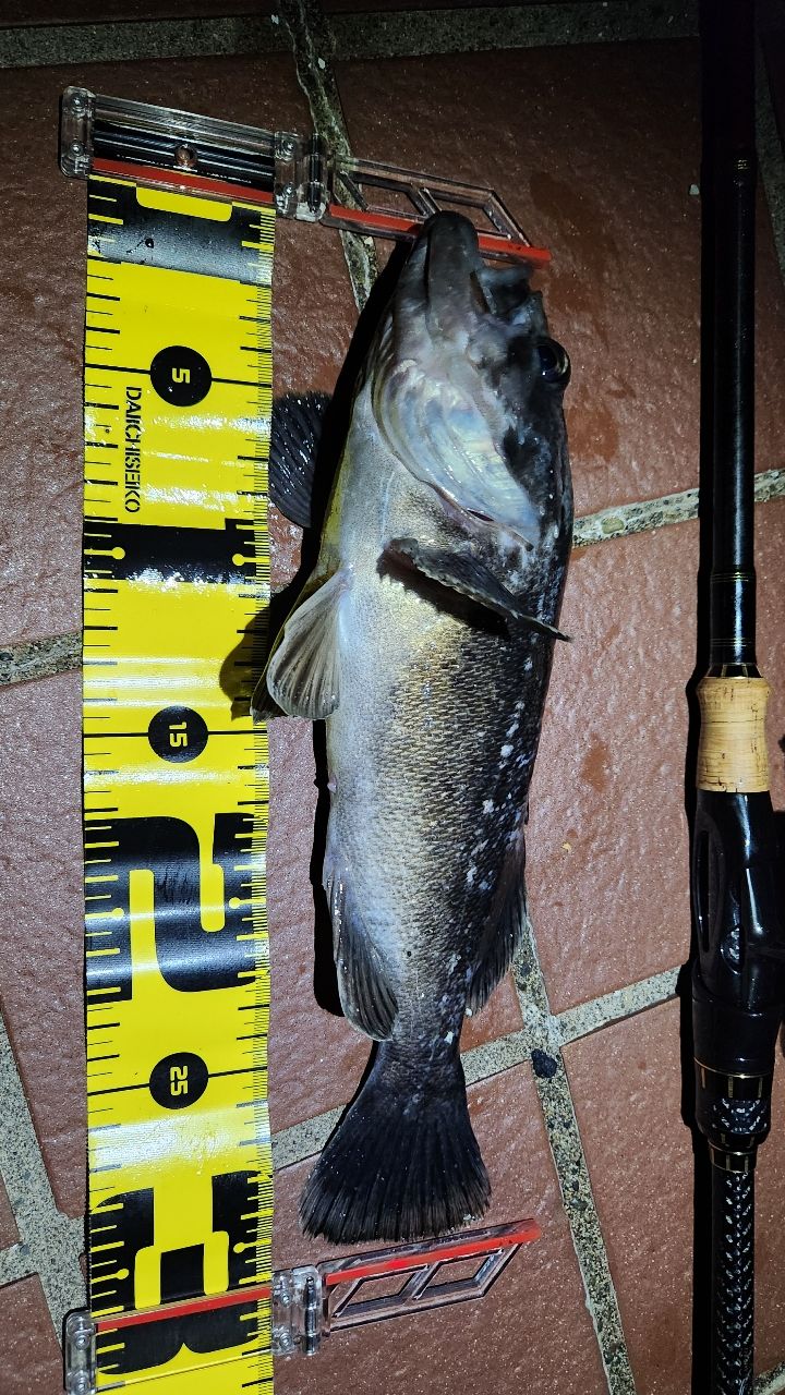 AbuGarcia エラディケーター ロックスイーパー ERSS-77MHFの最安値