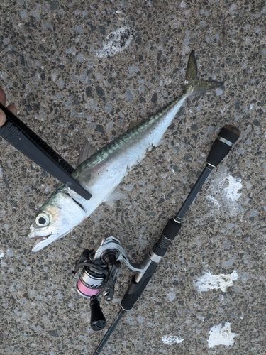 マサバの釣果