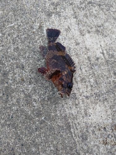 ムラソイの釣果
