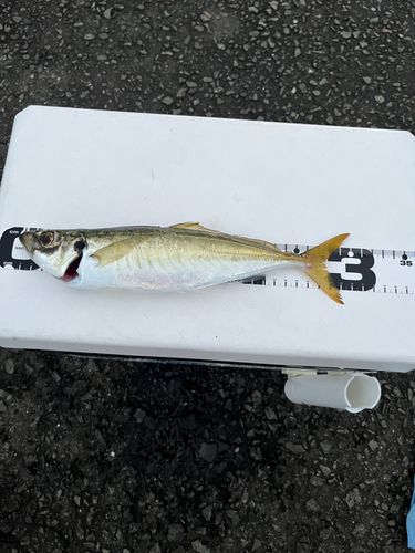 マルアジの釣果