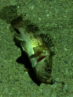 クロソイの釣果